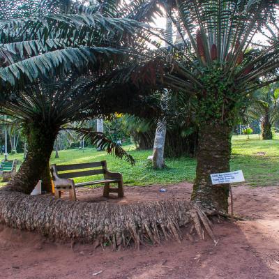 Aburi Botanical Gardens Twisted Palm